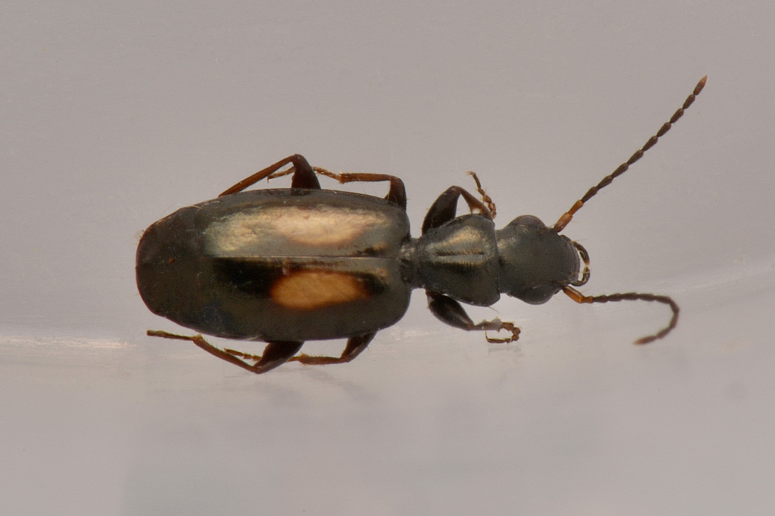 Carabidae: Microlestes corticalis? ....quasi:  Microlestes plagiatus